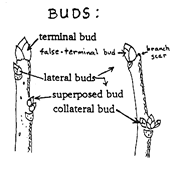 terminal bud lateral bud superposed bud collateral bud