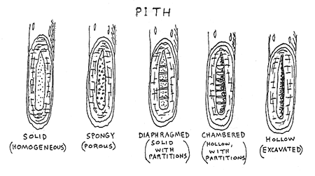 pith