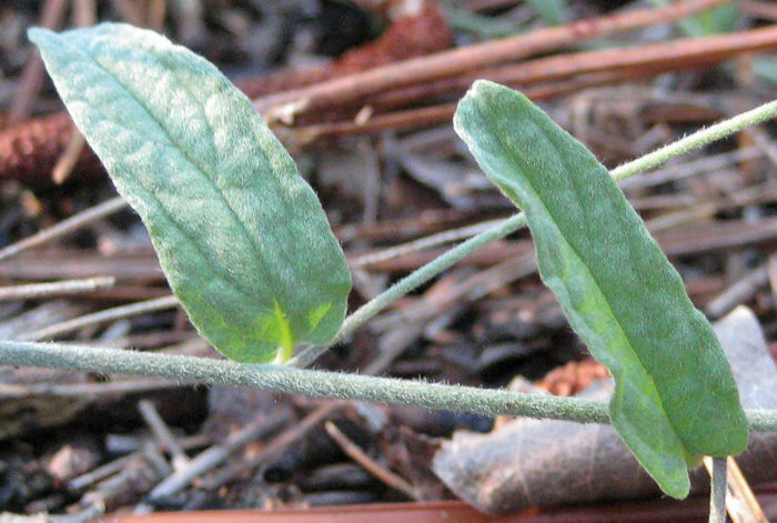 image of Stylisma aquatica, Water Dawnflower