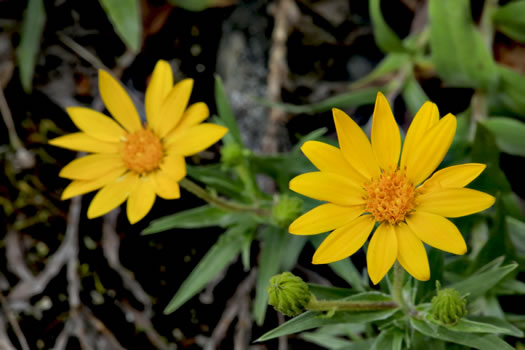 image of Pityopsis ruthii, Ruth's Goldenaster