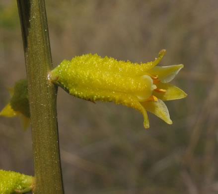 image of Aletris lutea, Yellow Colicroot