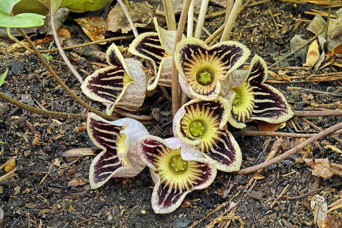 image of Hexastylis speciosa, Alabama Heartleaf, Alabama Ginger