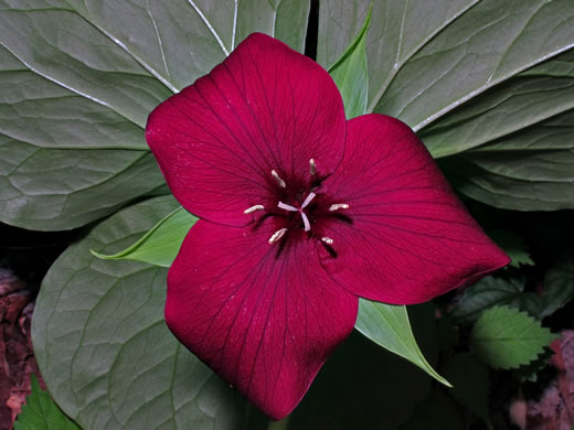 Trillium vaseyi, Vasey's Trillium, Sweet Trillium, Sweet Beth