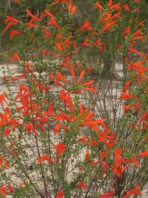 image of Clinopodium coccineum, Scarlet Wild Basil, Scarlet Calamint, Red Mint Shrub, Red Basil