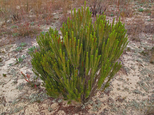 image of Ceratiola ericoides, Florida Rosemary, Sandhill Rosemary, Sand Heath