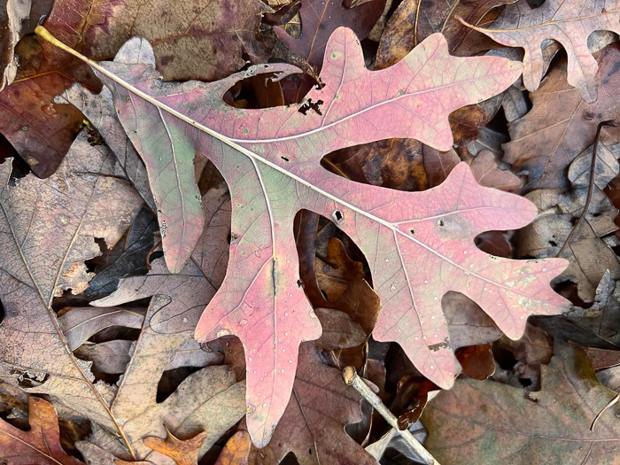 image of Quercus alba, White Oak