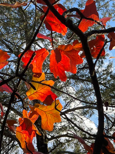 image of Quercus marilandica var. marilandica, Blackjack Oak