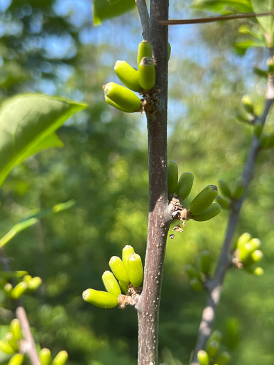 image of Symplocos tinctoria, Horsesugar, Sweetleaf, Dyebush