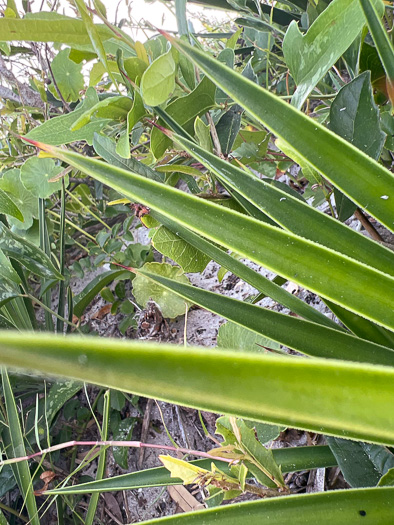 image of Yucca aloifolia, Spanish Dagger, Aloe Yucca