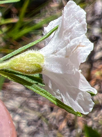 image of Stylisma pickeringii var. pickeringii, Pickering's Dawnflower