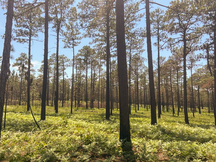 image of Pinus palustris, Longleaf Pine, Southern Pine