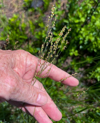 image of Panicum virgatum var. cubense, Blunt Switchgrass, Savanna Panicgrass, Blunt Panicgrass