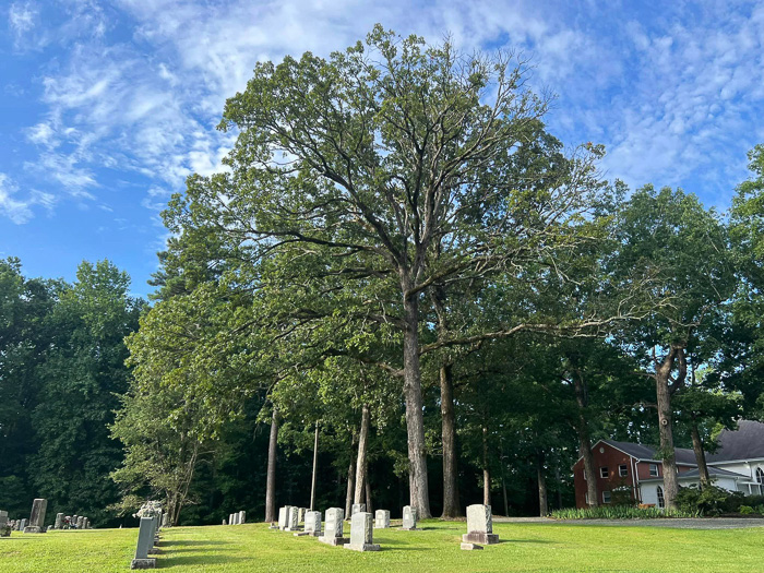 image of Quercus stellata, Post Oak