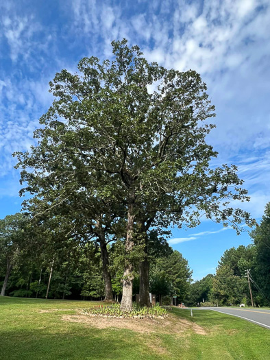 image of Quercus stellata, Post Oak