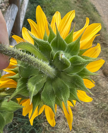 image of Helianthus annuus, Common Sunflower, Mirasol