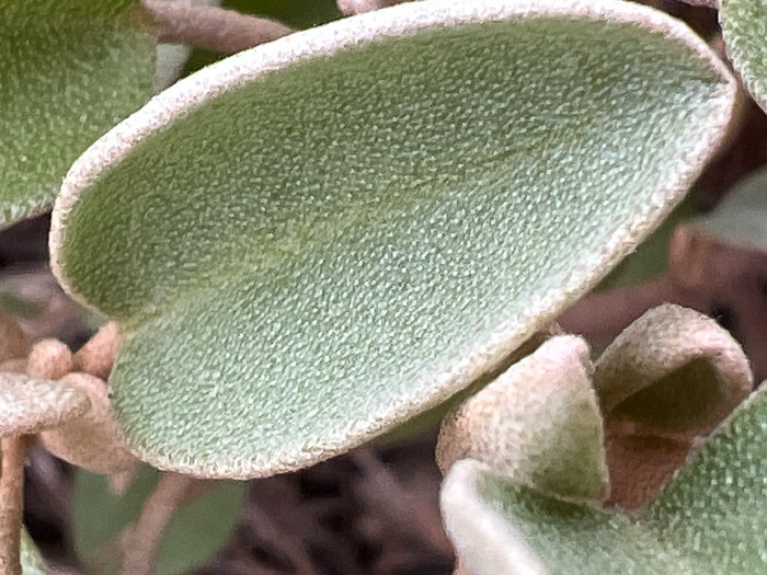 image of Croton punctatus, Silverleaf Croton, Gulf Croton, Beach-tea