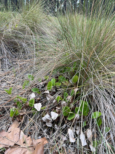 image of Epigaea repens, Trailing Arbutus, Mayflower