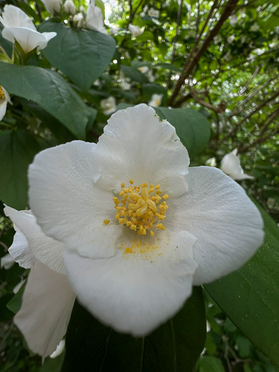 image of Philadelphus inodorus, Appalachian Mock-orange, Scentless Mock-orange