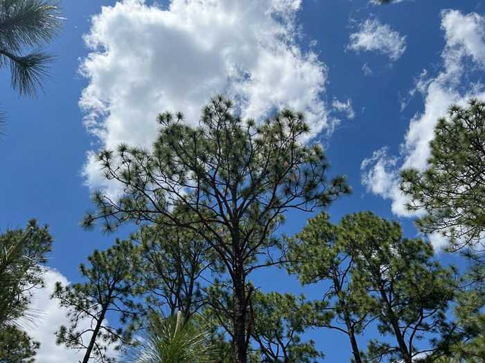 image of Pinus palustris, Longleaf Pine, Southern Pine