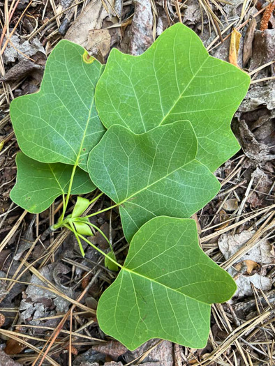 image of Liriodendron tulipifera var. 1, Coastal Plain Tulip-tree, Southern Yellow Poplar