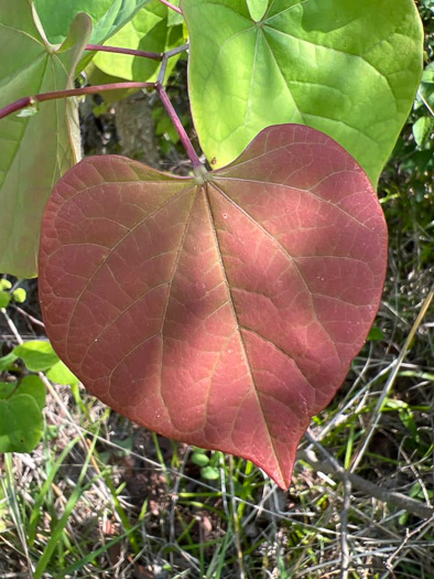 image of Cercis canadensis var. canadensis, Eastern Redbud, Judas Tree