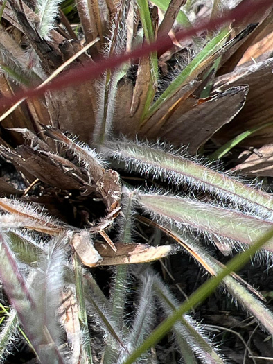 image of Andropogon mohrii, Mohr's Bluestem, Tawny Bluestem, Bog Bluestem