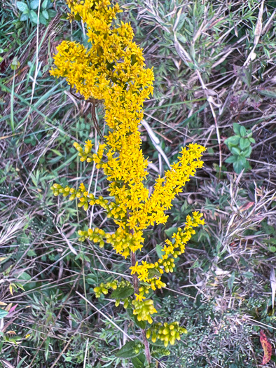 image of Solidago rugosa var. aspera, Wrinkleleaf Goldenrod