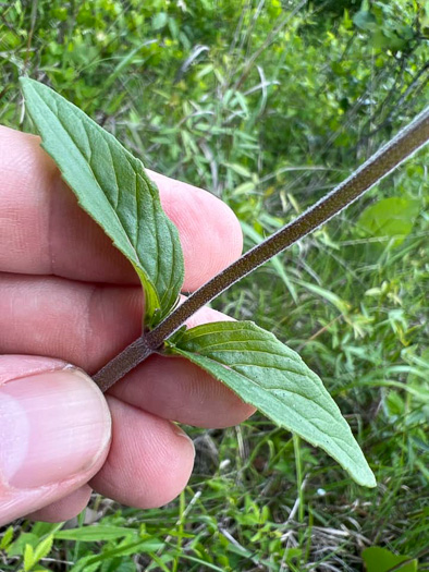 image of Blephilia ciliata, Diabase Woodmint, Horsemint, Downy Woodmint