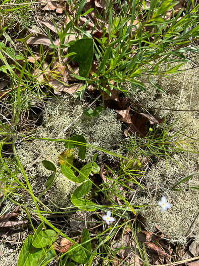 image of Hexastylis lewisii, Lewis's Heartleaf