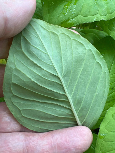 image of Arisaema triphyllum, Common Jack-in-the-Pulpit, Indian Turnip