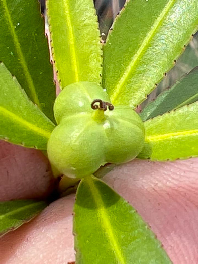 image of Stillingia aquatica, Corkwood, Water Toothleaf