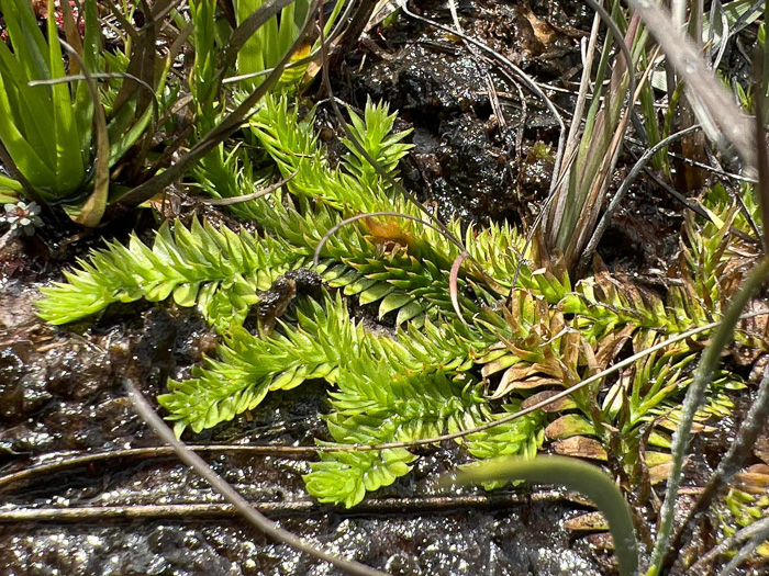 image of Pseudolycopodiella species 1, Florida Bog Clubmoss