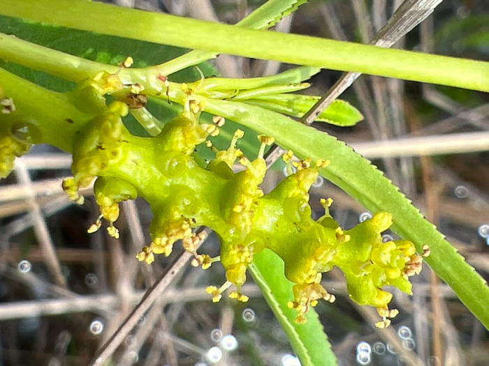 image of Stillingia aquatica, Corkwood, Water Toothleaf