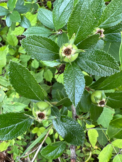 image of Crataegus uniflora, Oneflower Hawthorn, Dwarf Haw