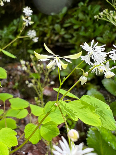 image of Thalictrum clavatum, Mountain Meadowrue, Lady-rue