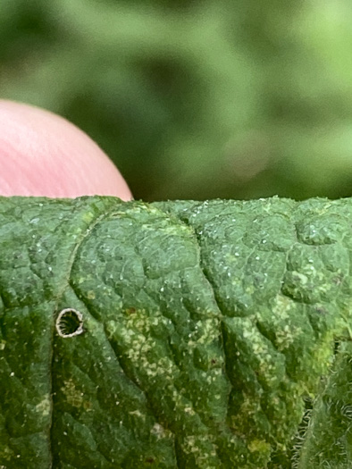 image of Solidago rugosa var. aspera, Wrinkleleaf Goldenrod