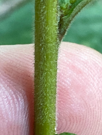 image of Solidago rugosa var. aspera, Wrinkleleaf Goldenrod