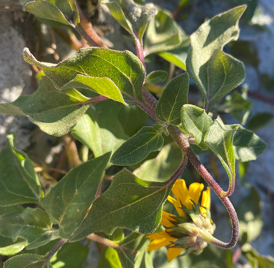 image of Helianthus debilis ssp. debilis, East Florida Beach Sunflower