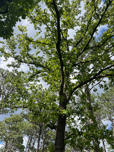 image of Quercus stellata, Post Oak