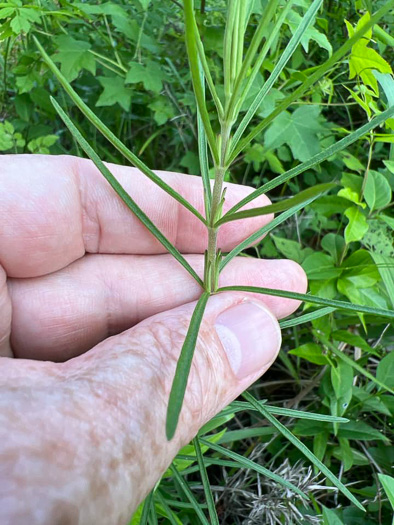 image of Eupatorium hyssopifolium, Hyssopleaf Boneset, Hyssopleaf Thoroughwort, Hyssopleaf Eupatorium