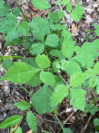 Fragrant Sumac