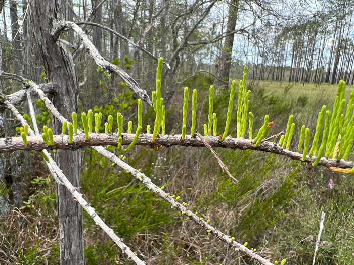 image of Taxodium ascendens, Pond Cypress