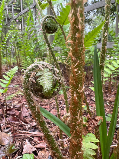 image of Dryopteris australis, Southern Woodfern, Southern Shield-fern, Dixie Woodfern