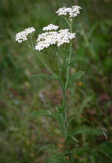 image of Achillea millefolium, Yarrow, Thousandleaf