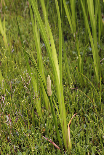 image of Acorus calamus, European Sweetflag, European Calamus