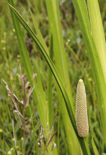 spadix