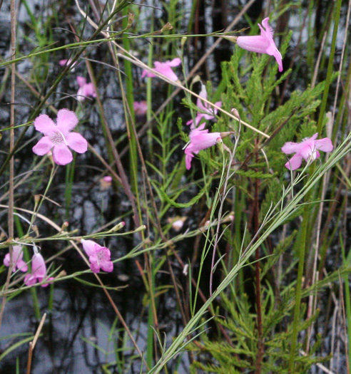 image of Agalinis linifolia, Flaxleaf Gerardia, Scaleleaf Agalinis, Flaxleaf False Foxglove, Flaxleaf Agalinis