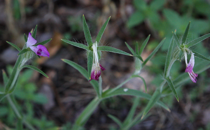 image of Agrostemma githago var. githago, Corncockle, Purple Cockle, Corn-campion