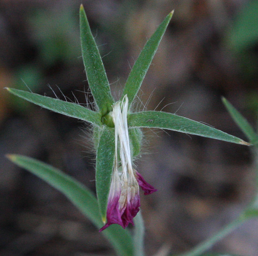 image of Agrostemma githago var. githago, Corncockle, Purple Cockle, Corn-campion