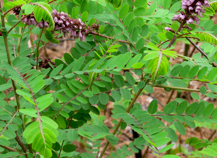 image of Amorpha georgiana, Georgia Indigo-bush